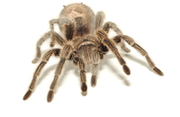20070115_fearsphobias