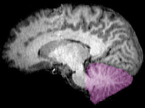 20070725_yourbrainsinertialnavigation2