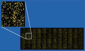 20070915_moleculesofloneliness2